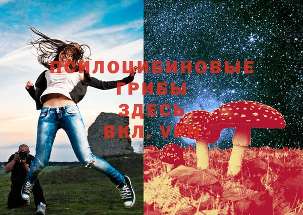прущие грибы Няндома